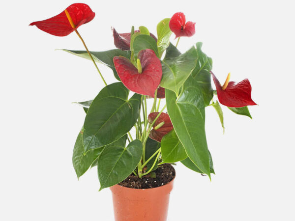 anthurium in studio 2 yxhjl6d 1.jpg