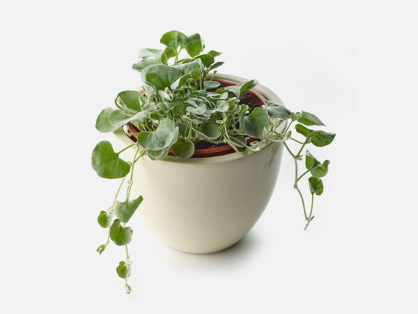 dichondra silver falls plant 2 q3zxr45 1.jpg